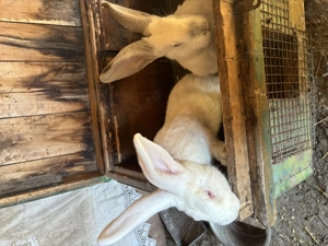 Pereche de iepuri  - imagine 2