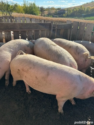 Porci grași 100-200 kg 