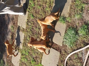 Pui vizsla maghiara. - imagine 4