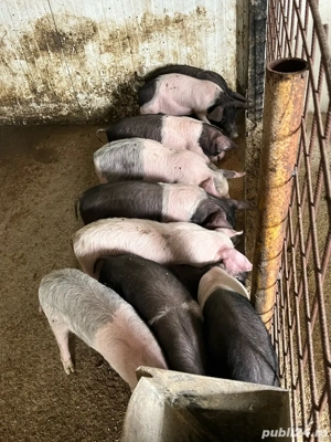 putcei de 8-9 saptamani