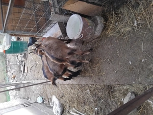 Tap și iedute vând sau schimb  - imagine 2