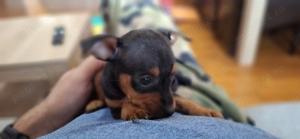 Pinscher pitic  - imagine 3 Pinscher pitic  - imagine 3