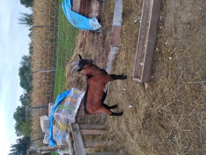 Tap și iedute vând sau schimb  - imagine 3