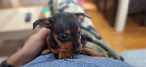 Pinscher pitic  - imagine 2 Pinscher pitic  - imagine 2