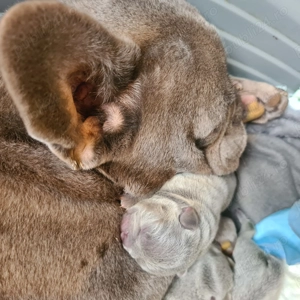 Bulldog Francez Lilac