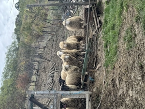 Vând turmă mică de oi - imagine 2