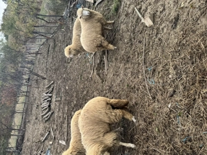 Vând turmă mică de oi - imagine 4