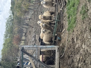 Vând turmă mică de oi - imagine 3