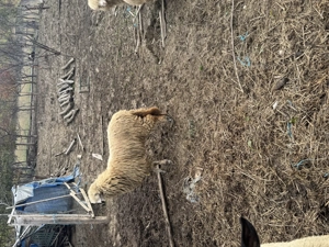 Vând turmă mică de oi - imagine 5