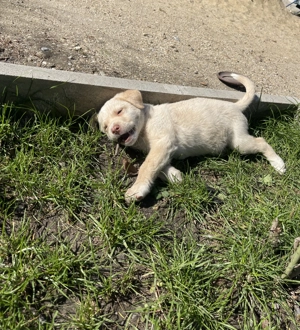 Labrador retriver  - imagine 3 Labrador retriver  - imagine 3