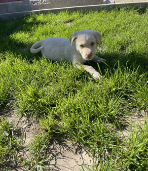 Labrador retriver  - imagine 2 Labrador retriver  - imagine 2