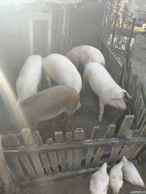vind porci  - imagine 3