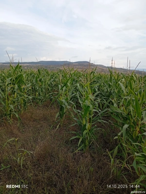 Porumb verde pentru siloz.