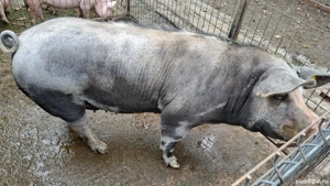 Vând porc carne - imagine 2