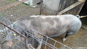 Vând porc carne - imagine 3