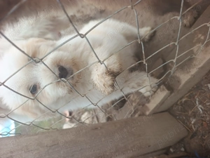 Pui Ciobanesc mioritic 