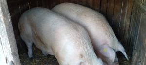 Porci mari de carne - imagine 4