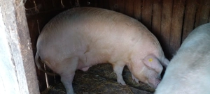 Porci mari de carne - imagine 2