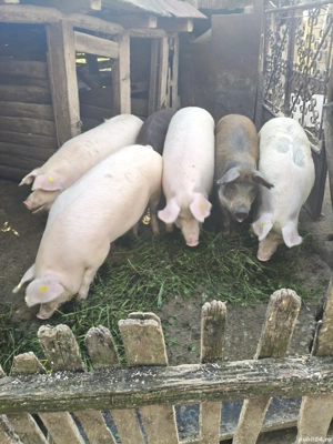 vind porci  - imagine 2