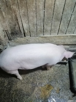 Vând o fetiță de 4 luni jumate de aprox 50, 60 de kg 