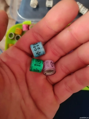 vând inele porumbei campioni - imagine 2