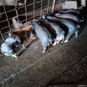 Purcei de vanzare - imagine 2