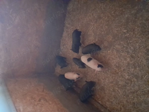 Vând purcei vietnamezi