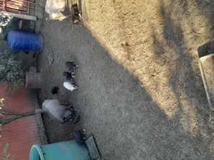 Vând purcei vietnamezi - imagine 2