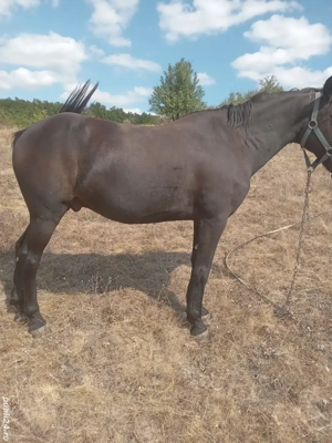 cal de vânzare  - imagine 2 cal de vânzare  - imagine 2