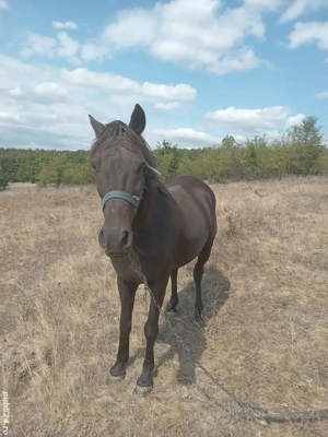 cal de vânzare  - imagine 3 cal de vânzare  - imagine 3