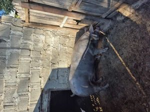 De vânzare 120-130 kg