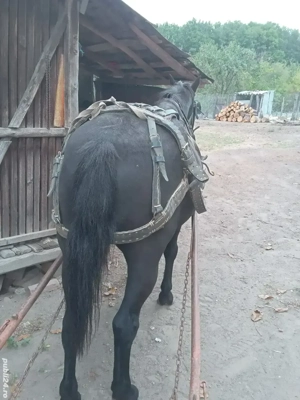 cal de vânzare  - imagine 4 cal de vânzare  - imagine 4