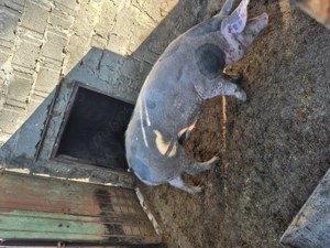 De vânzare 120-130 kg - imagine 2