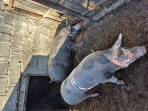 De vânzare 120-130 kg - imagine 3