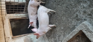 Grasuni Marele Alb-Landrace  30-35kg  - imagine 5