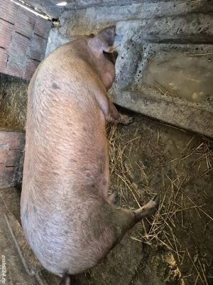 scrofa de vânzare 