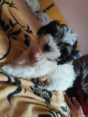 Bichon havanez 3 baieti - imagine 2