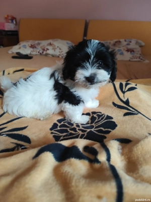 Bichon havanez 3 baieti
