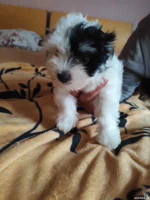 Bichon havanez 3 baieti - imagine 3