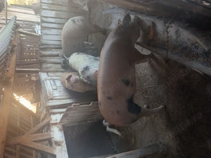 Vand porci grasi la . Petroman 