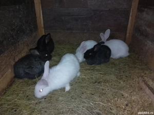 vand iepurași de o lună jumate 