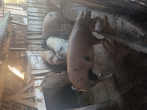 Vand porci grasi la . Petroman  - imagine 3