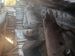 Porci de vanzare de la 100 la 150kg pret 15lei in . Petrman  