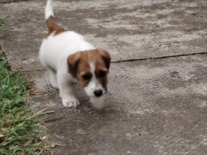 De vanzare căței rasa Jack Russel terrier - imagine 3