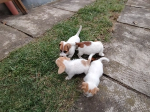 De vanzare căței rasa Jack Russel terrier - imagine 2