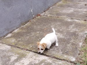 De vanzare căței rasa Jack Russel terrier - imagine 4