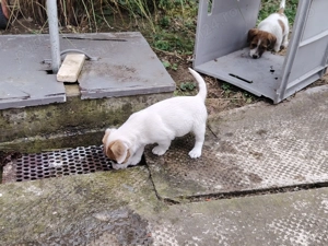 De vanzare căței rasa Jack Russel terrier - imagine 5