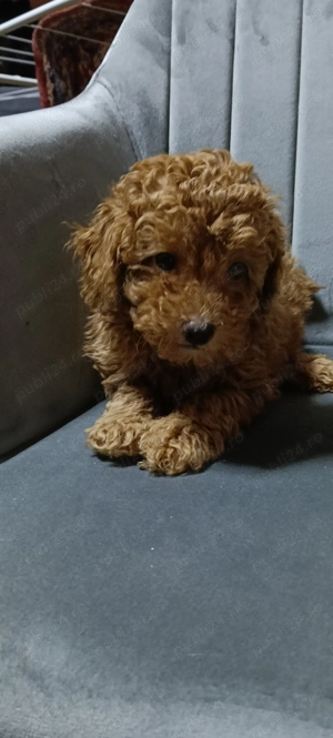 Poodle Pitic. - imagine 3