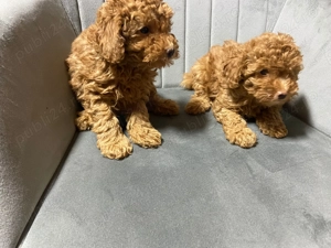 Poodle Pitic. - imagine 2