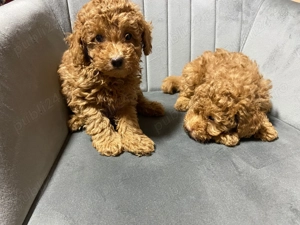 Poodle Pitic. - imagine 4